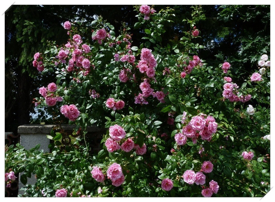 Camelot róże pnące